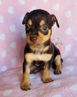 Chico, a male Chihuahua for sale in Vilonia, AR – Photo 3 of 3