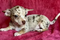Pluto, a male Chihuahua for sale in Vilonia, AR – 4 of 7
