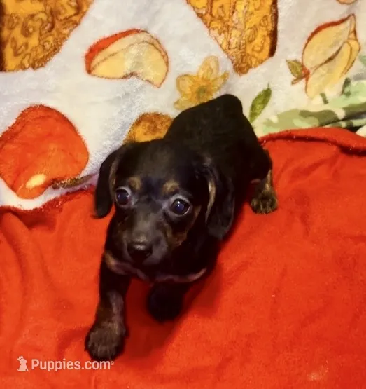 Josie – Miniature Dachshund puppy for sale in Vilonia, AR