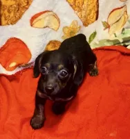 Josie, a female Miniature Dachshund for sale in Vilonia, AR – 1 of 1