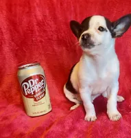 Ghost Face, a male Chihuahua for sale in Vilonia, AR – 3 of 6