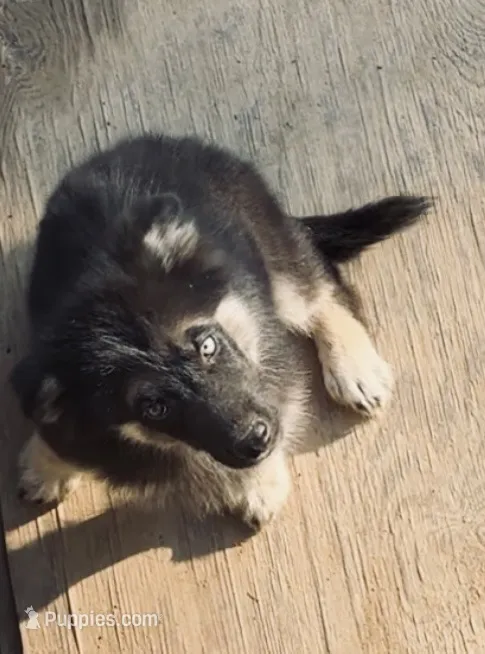 Wraith – German Shepherd Dog, Siberian Husky puppy for sale in Vilonia, AR