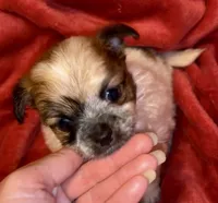 Biscuit , a male Chihuahua for sale in Vilonia, AR – 4 of 10