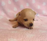 Nugget, a female Chihuahua for sale in Vilonia, AR – 3 of 4