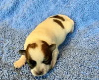 Biscuit, a male Chihuahua for sale in Vilonia, AR – 2 of 6