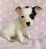 Phoebe , a female Chihuahua for sale in Vilonia, AR – 3 of 3