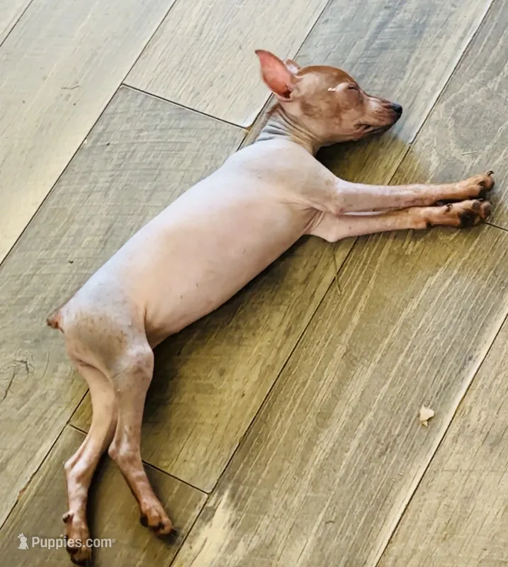 Reba  – Chinese Crested, Miniature Pinscher puppy for sale in Vilonia, AR
