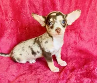 Jupiter , a male Chihuahua for sale in Vilonia, AR – 2 of 7
