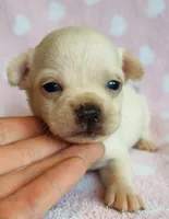 Remi , a male Chihuahua for sale in Vilonia, AR – 4 of 4