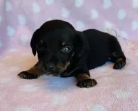 Mr.Weenie, a male Miniature Dachshund for sale in Vilonia, AR – Photo 3 of 4