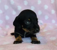 Mr.Weenie, a male Miniature Dachshund for sale in Vilonia, AR – Photo 2 of 4