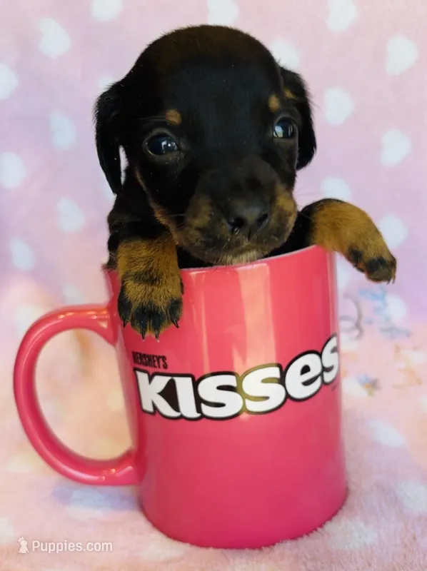 Mr.Weenie – Miniature Dachshund puppy for sale in Vilonia, AR