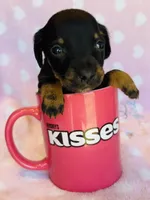 Mr.Weenie, a male Miniature Dachshund for sale in Vilonia, AR – Photo 1 of 4