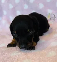 Mr.Weenie, a male Miniature Dachshund for sale in Vilonia, AR – Photo 4 of 4
