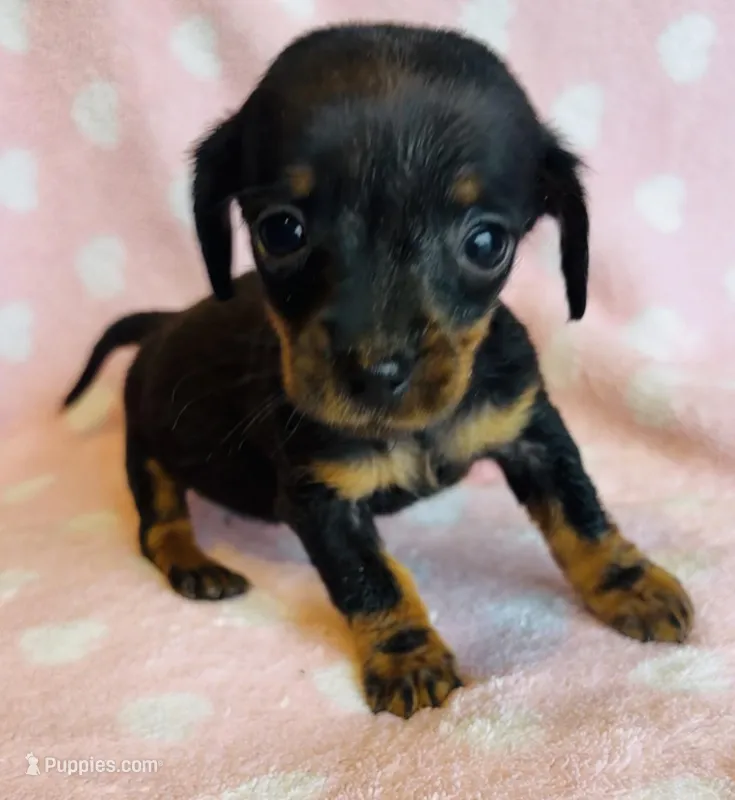 Mr.Weenie – Miniature Dachshund puppy for sale in Vilonia, AR