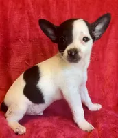Ghost Face, a male Chihuahua for sale in Vilonia, AR – 2 of 6