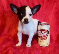 Ghost Face, a male Chihuahua for sale in Vilonia, AR – 6 of 6