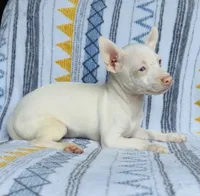 Bartok, a male Chihuahua for sale in Vilonia, AR – 2 of 9
