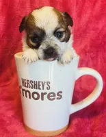 Biscuit , a male Chihuahua for sale in Vilonia, AR – 10 of 10