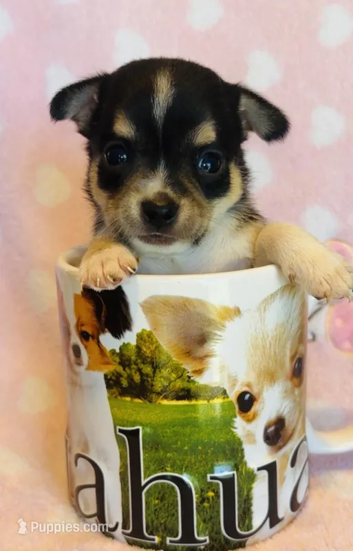 Chico – Chihuahua puppy for sale in Vilonia, AR