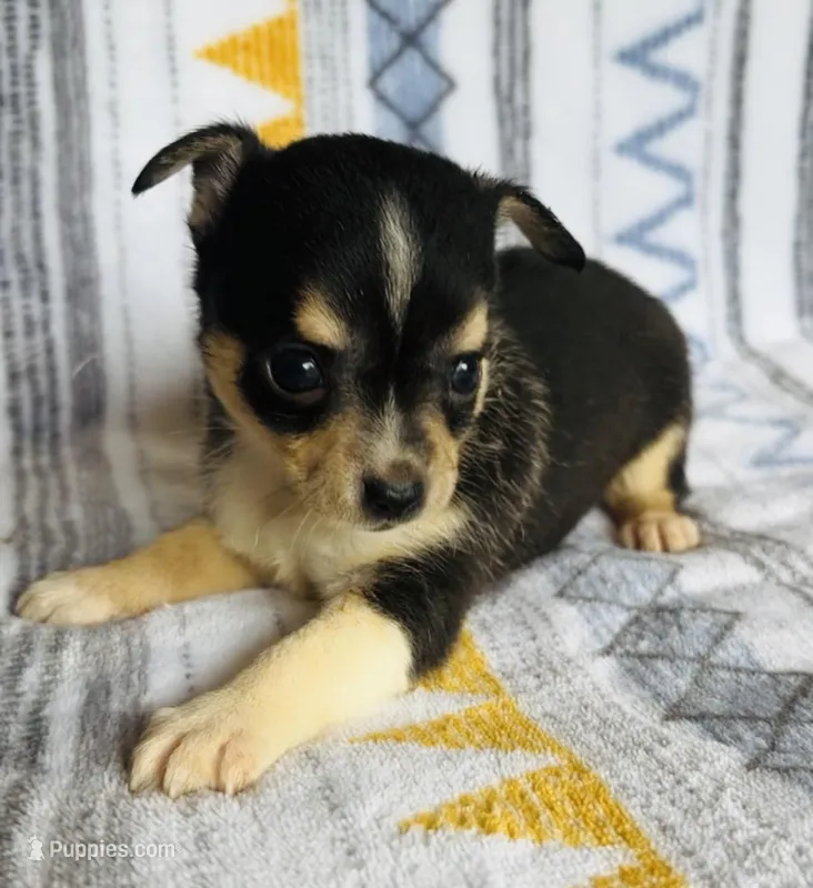 Chico – Chihuahua puppy for sale in Vilonia, AR