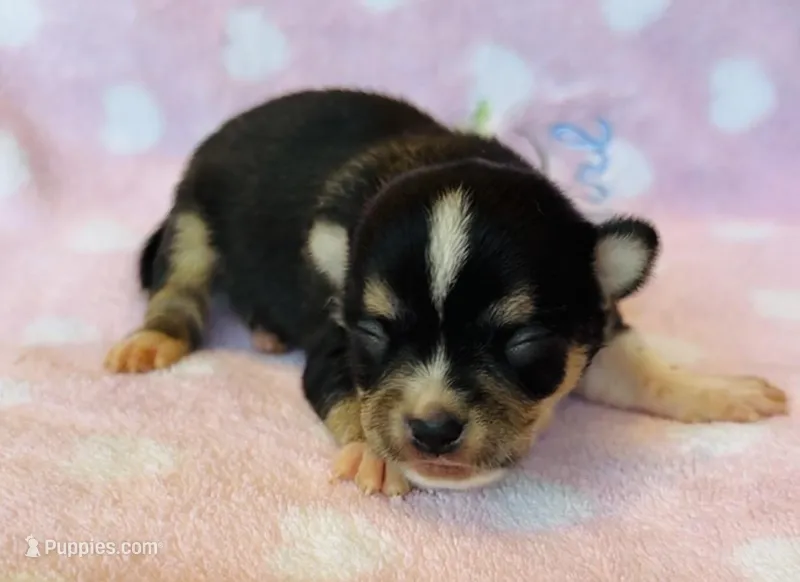 Chico – Chihuahua puppy for sale in Vilonia, AR
