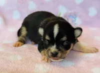 Chico, a male Chihuahua for sale in Vilonia, AR – Photo 1 of 3