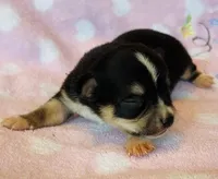 Chico, a male Chihuahua for sale in Vilonia, AR – Photo 2 of 3