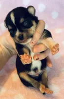 Chico, a male Chihuahua for sale in Vilonia, AR – Photo 3 of 3