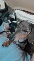 Benjamin, a male Miniature Dachshund for sale in Vilonia, AR – 3 of 3
