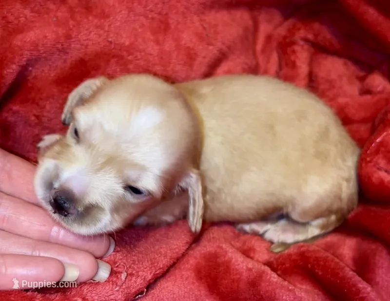 Popcorn – Miniature Dachshund puppy for sale in Vilonia, AR