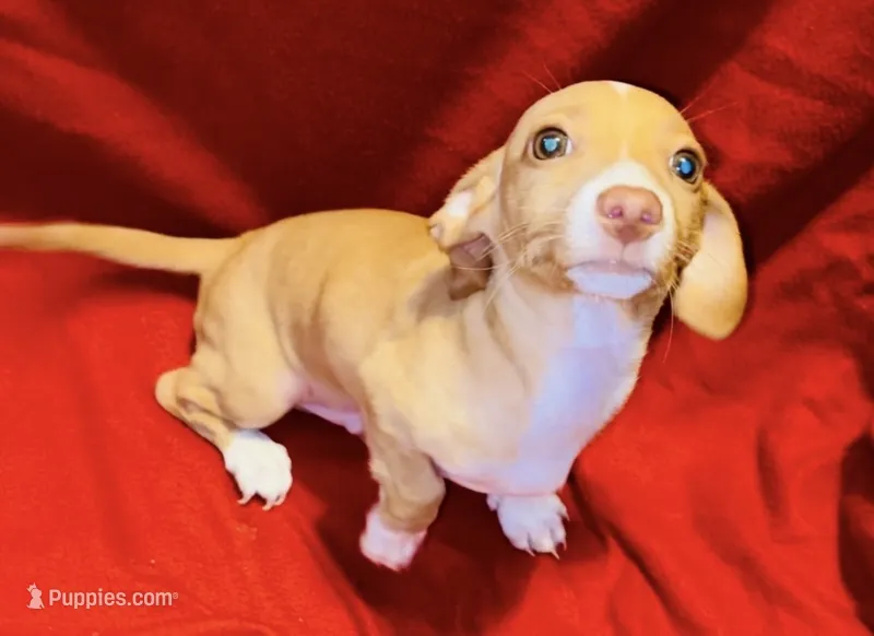 Cupid – Miniature Dachshund puppy for sale in Vilonia, AR
