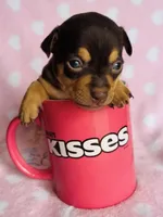 Chico, a male Chihuahua for sale in Vilonia, AR – Photo 2 of 2