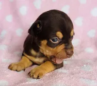 Chico, a male Chihuahua for sale in Vilonia, AR – Photo 1 of 2