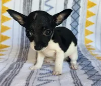 Mouse , a male Chihuahua for sale in Vilonia, AR – 3 of 4