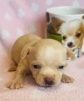 Rose, a female Chihuahua for sale in Vilonia, AR – 2 of 4