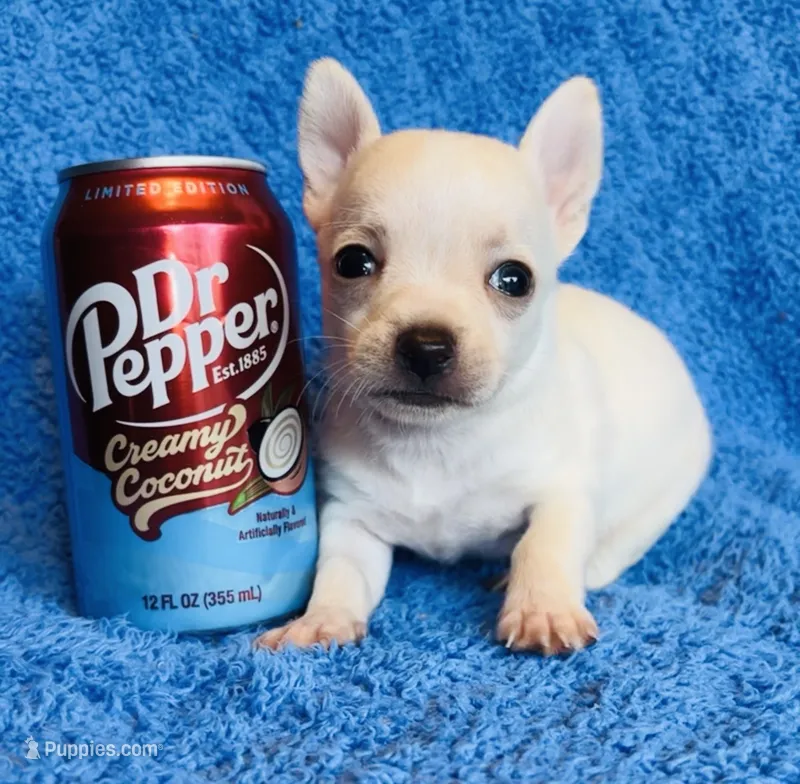 Boujee  – Chihuahua puppy for sale in Vilonia, AR
