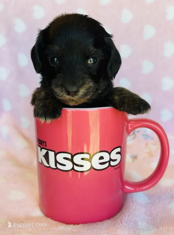 Harriet – Miniature Dachshund puppy for sale in Vilonia, AR