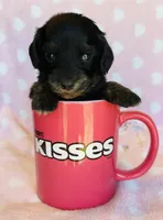 Harriet, a female Miniature Dachshund for sale in Vilonia, AR – Photo 1 of 4