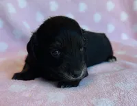 Harriet, a female Miniature Dachshund for sale in Vilonia, AR – Photo 3 of 4
