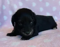 Harriet, a female Miniature Dachshund for sale in Vilonia, AR – Photo 4 of 4