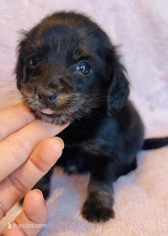 Harriet – Miniature Dachshund puppy for sale in Vilonia, AR