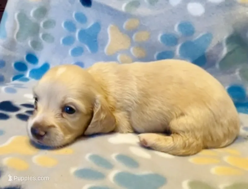 Popcorn – Miniature Dachshund puppy for sale in Vilonia, AR