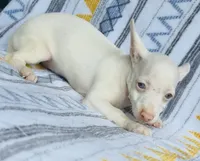 Bartok, a male Chihuahua for sale in Vilonia, AR – 4 of 9