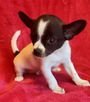 Tiny, a male Chihuahua for sale in Vilonia, AR – 5 of 5