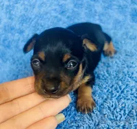 Spike , a male Miniature Pinscher for sale in Vilonia, AR – 2 of 5