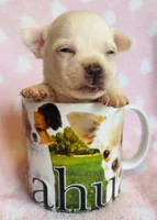 Remi , a male Chihuahua for sale in Vilonia, AR – 2 of 4