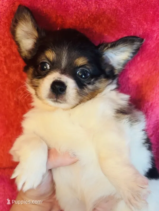 Gizmo – Chihuahua puppy for sale in Vilonia, AR