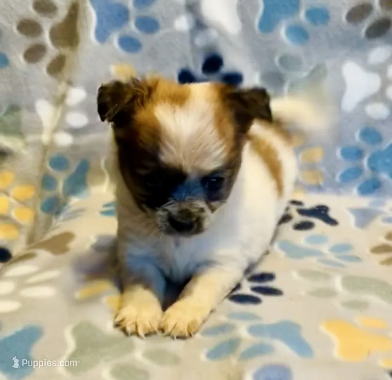 Biscuit  – Chihuahua puppy for sale in Vilonia, AR