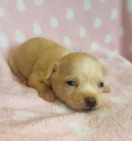 Rose, a female Chihuahua for sale in Vilonia, AR – 3 of 4
